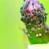 Garten-Trick: So schützten Sie Rosen vor Blattläusen