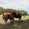 Squelettes d’animaux, poneys égorgés… Découvertes macabres dans une maison près de Limoges