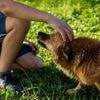 Dans ce camping, les chiens sont reçus comme des rois : garderie, bar, aire d’agility…