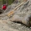 Solving the mystery of a dinosaur mass grave at the 'River of Death'