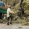 Wie volwassen bomen kapt, berooft de omgeving van schaduw én ziel