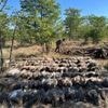 Illegaler Tierhandel: Geier-Vergiftungsfall im südlichen Afrika: 123 Tiere getötet