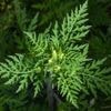 Allergien: Die Ambrosia-Saison hat begonnen