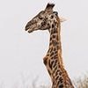 I'm Kink of the Jungle! Wonky-necked giraffe stuns conservationists as he's seen alive and well six years after he was first spotted... and is 'herd's dominant male'