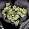 Cannabis verdubbelt risico op overlijden door hartaanval of beroerte