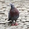 Vogel mit Kopfschuss getötet: Person erschießt Taube in Berlin – und löst Großeinsatz der Polizei aus