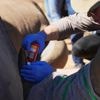Scientists in South Africa are making rhino horns radioactive to fight poaching