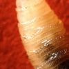 US plans to open fly factory in Texas as part of fight against flesh-eating parasite
