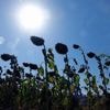 „Tendenz zu einem sehr heißen Sommer“: Was jetzt meteorologisch auf Deutschland zukommen könnte