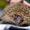 Tierleid für gepflegten Rasen: Igel-Tod durch Mähroboter – vor allem nachts droht Gefahr