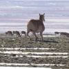 Lebensecht wirkende Roboterantilope überwacht freilebende Tibet-Antilopenherde