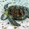 Great Barrier Reef suffers worst coral decline on record