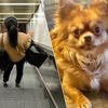 Brandweer moet roltrap deels ontmantelen nadat chihuahua met pootje vast komt te zitten in Vorst