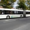 Reh flüchtet sich in Teltow in Linienbus: Tier war vor Hund aus dem Wald geflüchtet