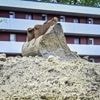 Kanzler Merz will bauen, bauen, bauen: Was hilft jetzt rasch gegen die Wohnungsnot?