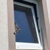 Notfälle: Feuerwehr rettet Katze aus gekipptem Fenster