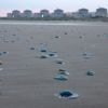 Door kwallen stilgelegde reactoren van kerncentrale Grevelingen draaien weer