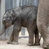 VIDÉO. « Des images rares » : la naissance d’un éléphanteau d’Asie filmée au parc Pairi Daiza